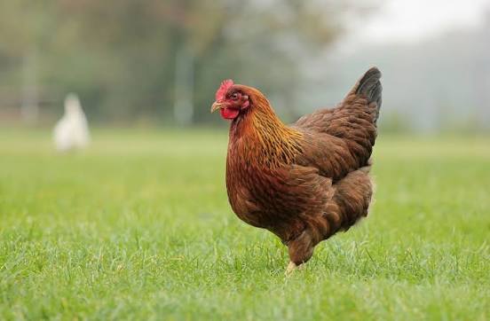 chicken