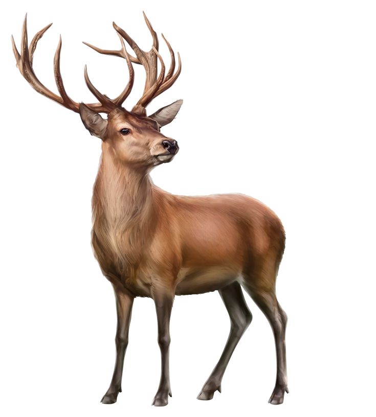 Deer