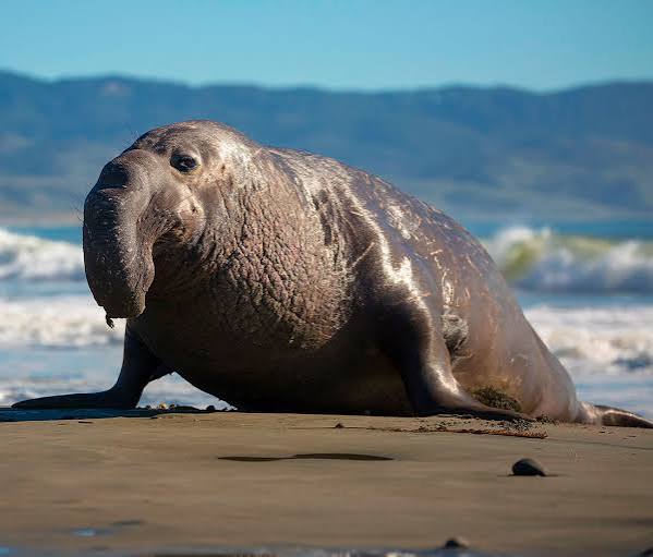seaElephant