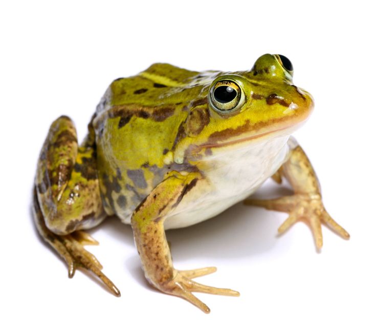 Frog