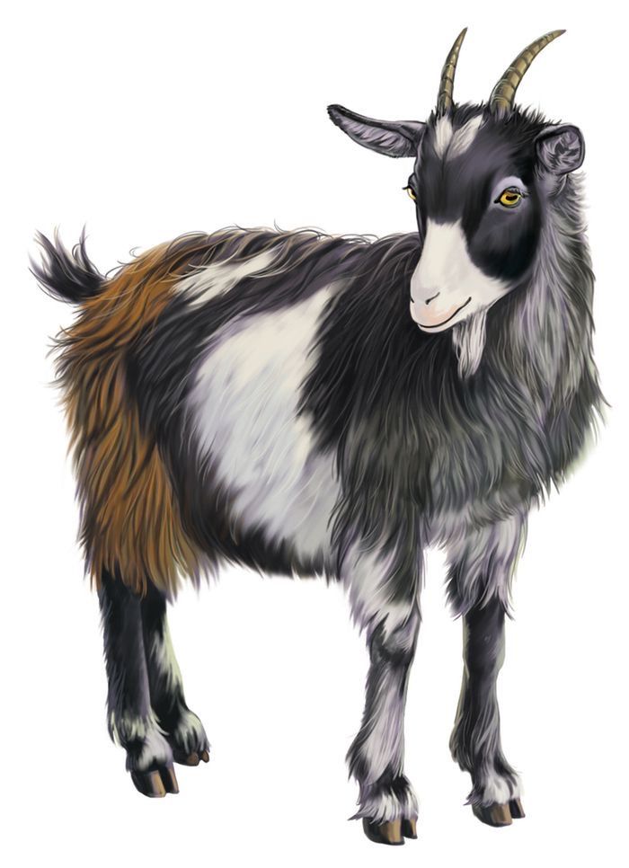 Goat