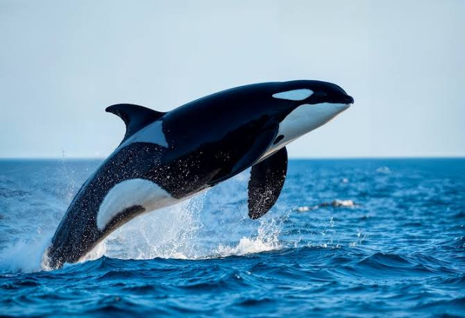 Kasatka