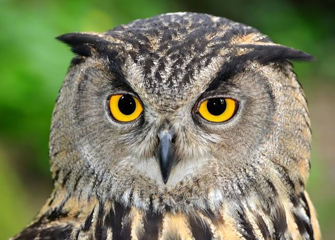 owl
