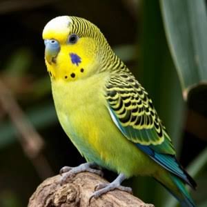 parrot