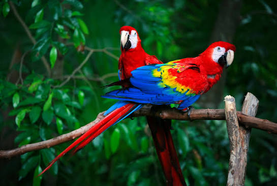 parrotAra