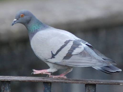 pegion