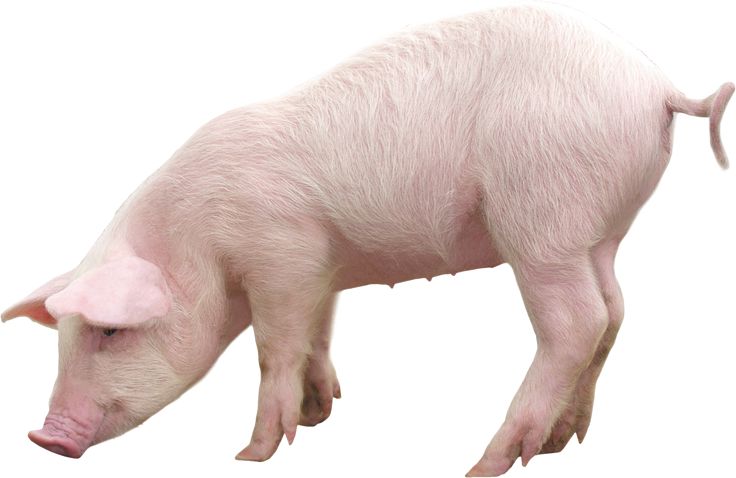 Pig