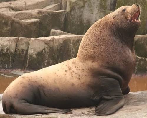 seaLion