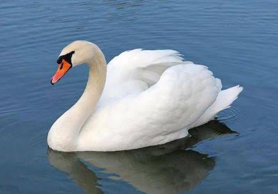 swan