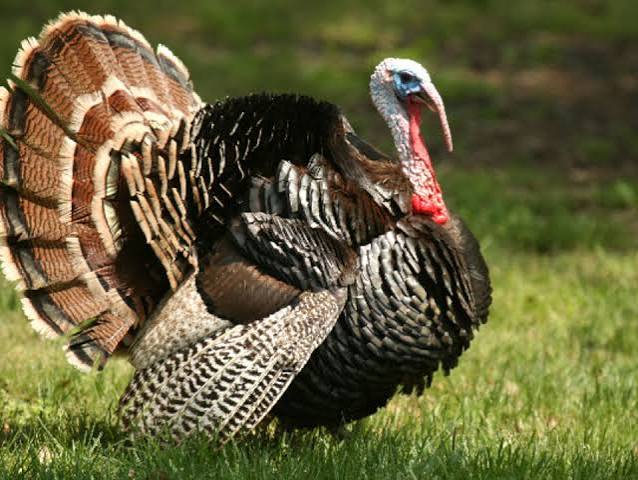 turkey