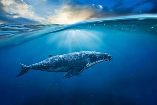 whale