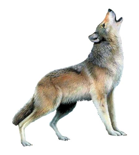Wolf